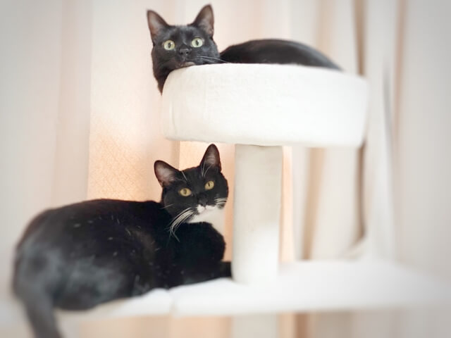 キャットタワーにいる猫たち